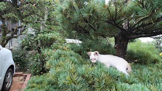 保護した子猫、元気に遊ぶ。