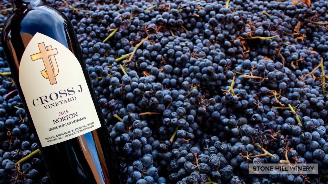 Stone Hill Winery's Cross J Vineyard Norton Harvest