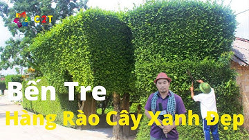 Choáng ngộp với cảnh đẹp hàng rào cây xanh ở Miền Tây | Bến Tre