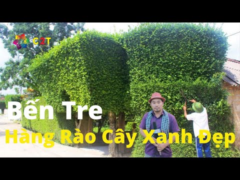 Video Choáng ngộp với cảnh đẹp hàng rào cây xanh ở Miền Tây... - youtube
