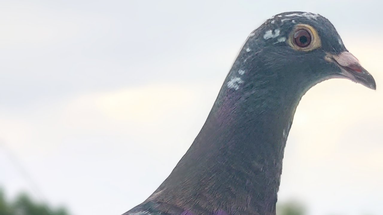 羽色を気にしますか?栗、シルバーには黒墨が出ると♂なのに純白には♂♀存在する不思議　　　