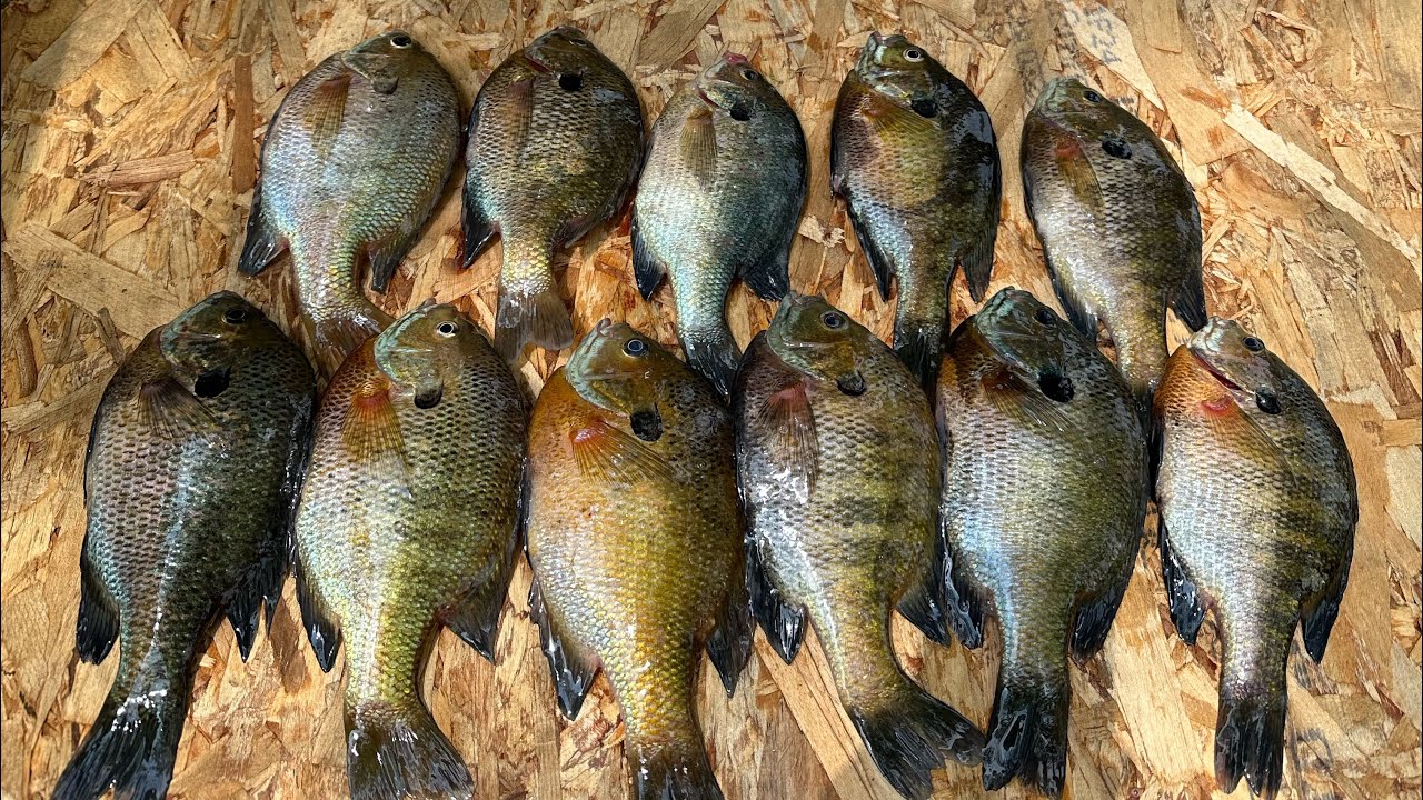 Fishing Hemlock lake. YouTube