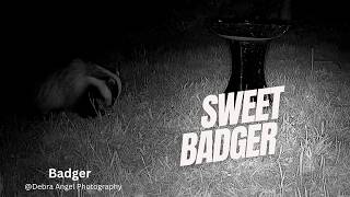 No One Sees This… The Hidden Night Life of Badgers Caught on Camera