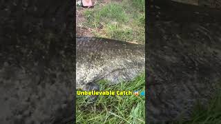 Monster Catfish Caught LIVE 😱 Silure Beast Attack 🎣🔥 #shorts #fishing #fish #fishingvideo