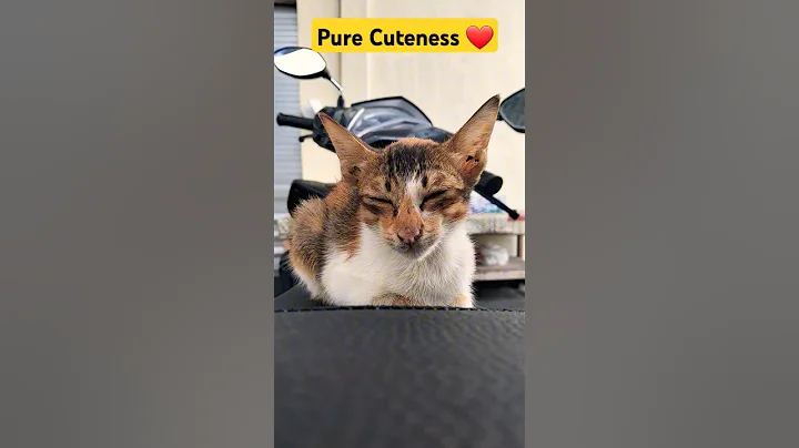 Watch the video about Funny cat videos | funny video | kitten video moments #pure #cuteness #cat #catlovers