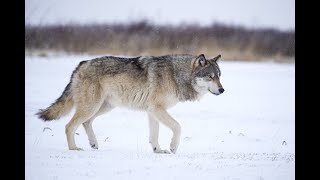 The Return Of Dire Wolf