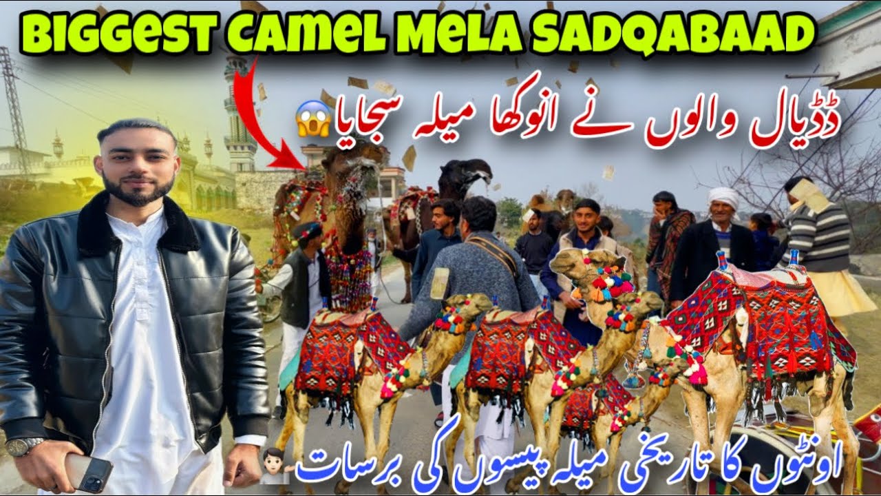 Крупнейшая верблюжья ярмарка в Садкабад Дадьял, Азад Кашмир 💁🏻 / Историческая верблюжья ярмарка п...