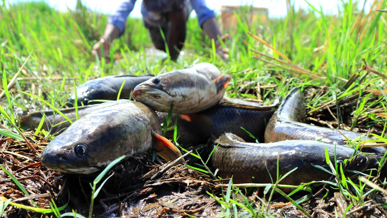 TOP 5 - Amazing Fishing 2022! Find & Catch a lot of Catfish & Snakehead Fish in Dry Season by Hand