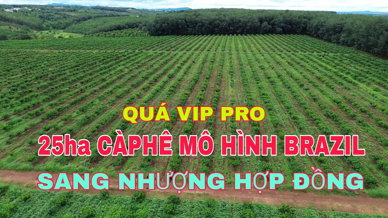 (đã sang nhượng)Sang Nhượng Hợp Đồng 25ha CàPhê Mô Hình Brazil Năm Thứ 2 