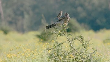 Cuckoo Chick Drama: Meadow Pipit