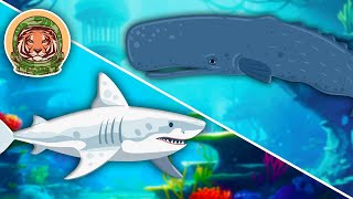 learn about animals that live in the ocean animal songs for kids klt wild