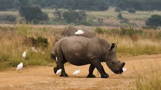 White rhinos crosses dirt road amidst cattle egrets free stock footage | Premium Video Footage | 4K