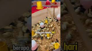 550 Cara Ternak Ayam Kdanung Asli ayamkdanung