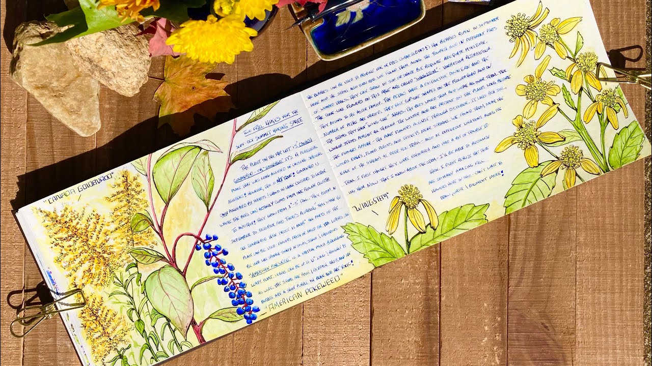Nature Journaling Fall Wildflowers in Watercolor and Ink