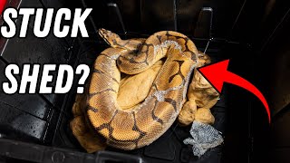 The Easiest Way to Remove Stuck Shed from Your Snake