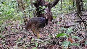 Animals of the Daintree Rainforest