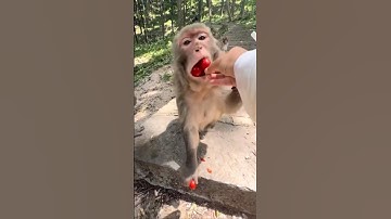 Monkey Helps Girl… Then Instantly Regrets It 😂