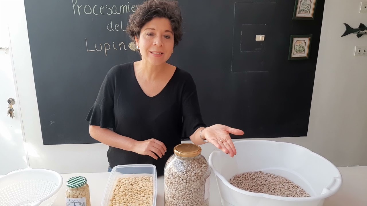 Procesamiento del lupino (altramuz, tarwi, chocho ecuatoriano, tremoso)