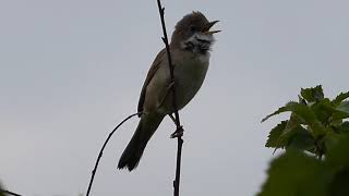 Whitethroat Singing 27.4.20