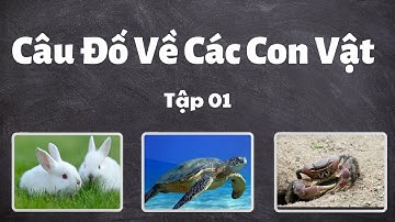 Câu đố về các con vật -  Tập 01.