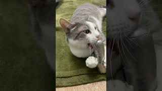 Download Lagu Meet the Sweetest Tripod Kitty 🐾🤍 #sheltercat #catsoftiktok MP3
