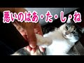 猫アトピー性皮膚炎のその後　お腹の毛が生えてきました　もふもふ可愛い寧々