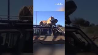 Sleepy Tiger Finds PERFECT Nap Spot on Car Roof!  #Tigers #Shorts