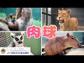 個性的！動物の肉球特集！