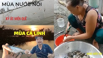 HƯNG MIỀN TÂY || GIĂNG LƯỚI CÁ LINH MÙA NƯỚC NỔI GỠ CÁ MỖI TAY #hmt