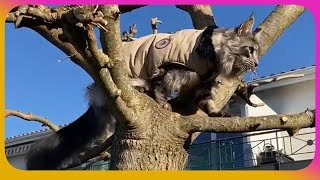 ❄️🐾 Maine Coon Winter Game: Sherkan in a Coat, Shares His Walk with a Black Cat! ❄️🖤 V124 by Maine Coon Cats TV 287 views 2 months ago 3 minutes, 16 seconds