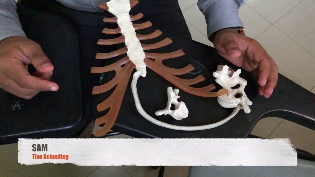 Sternum | Vertebrae | Ribs (Anatomy) - YouTube