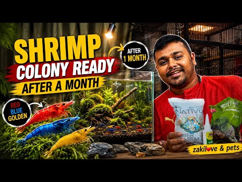 Shrimp Colony Ready ✅ Full process