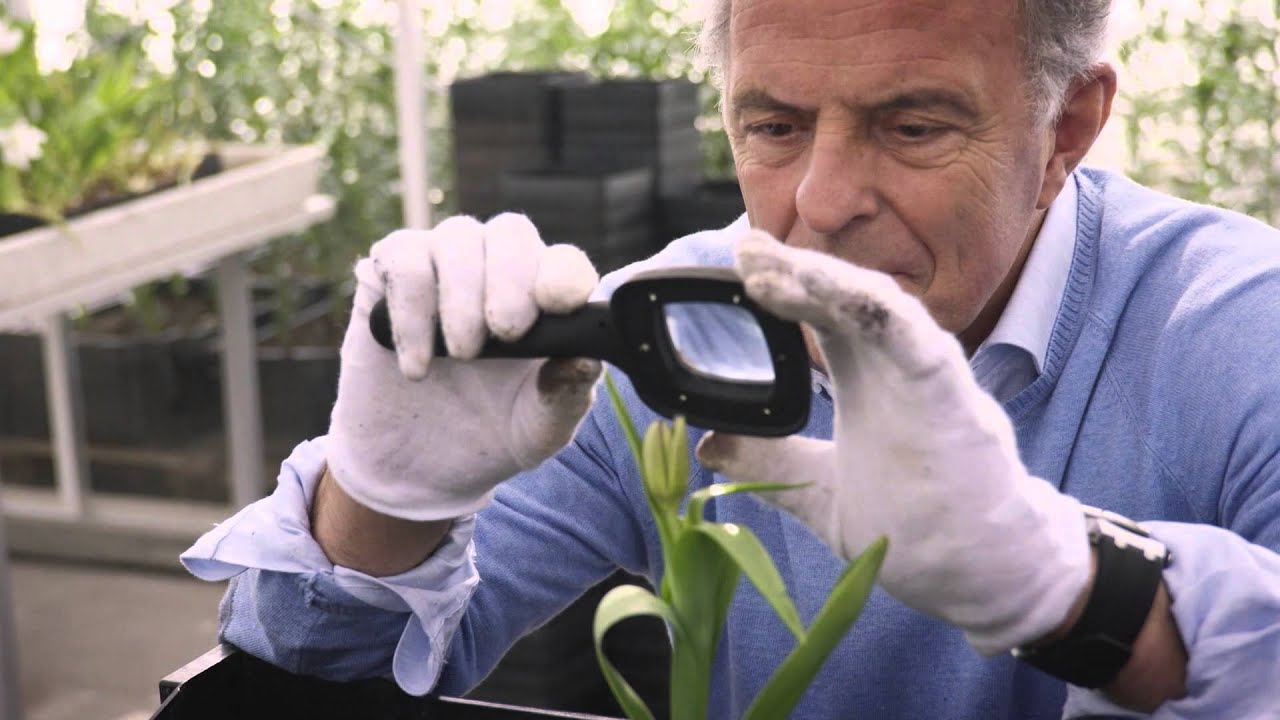 Dit is de trailer van de nieuwe dramaserie zwarte tulp · linda.