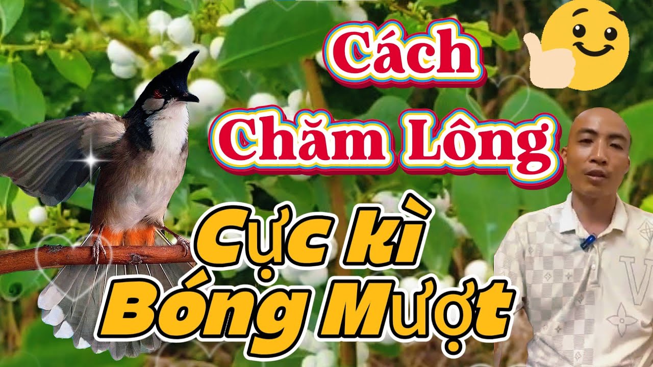 Chào Mào Chăm Lông Như Này Là Đạt Đỉnh! | Bí Quyết Từ A-Z