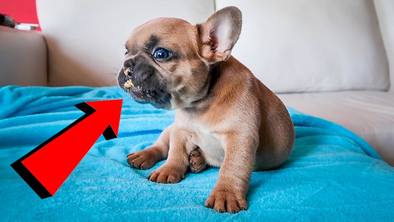 Giving Frenchie Puppies PEANUT BUTTER!! YouTube