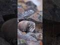 दुनिया की सबसे Grumpy बिल्ली | Frozen Planet का रहस्य | Pallas’s Cat Hindi#wildlife #animals #cat