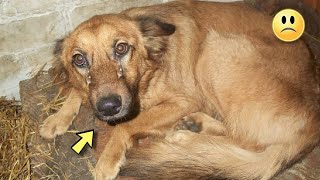 Die Besitzer Haben Den Hund Rausgeschmissen Und An Der Tür Verhungern Len..