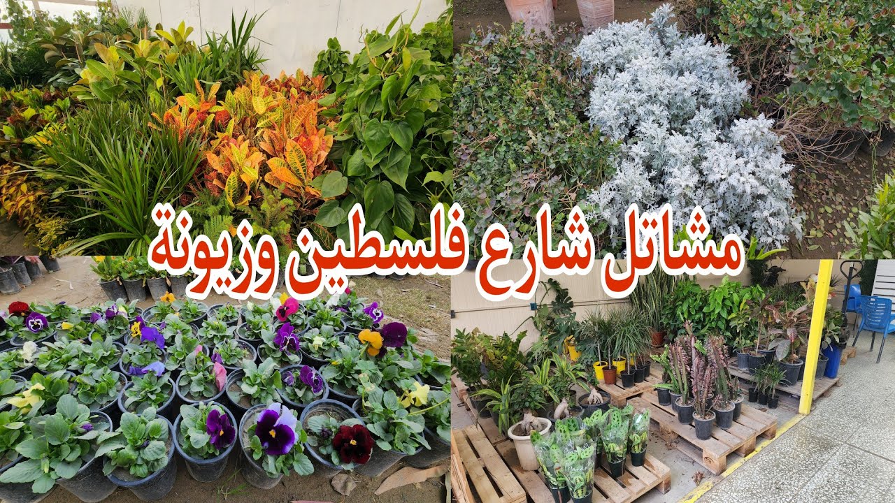 مشاتل شارع فلسطين_زيونه أنواع الورود والأشجار الظليه