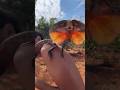Os nomes mais ENGRAÇADOS da natureza#curiosidades #shortvideo #animais