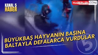 Amasya'da skandal görüntüler | Büyükbaş hayvanın başına baltayla defalarca vurdular