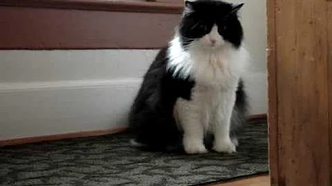 Watch the video about Raven the Ragdoll Cat and Lucy the Australian Cattle Dog