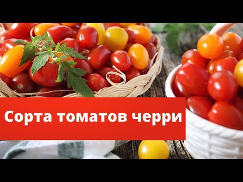 ЯРКАЯ ТОМАТНАЯ ФЕЕРИЯ | Компактные кусты помидоров черри в теплице