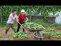 Harvesting 100KG Fresh Cucumbers – Loading a 3-Wheeled Truck for Busy Market Day! 🚜🥒
