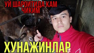 Уй Шароитида Хунажин Бокиш кам чиким | Uy sharoitida Hunajin Boqish