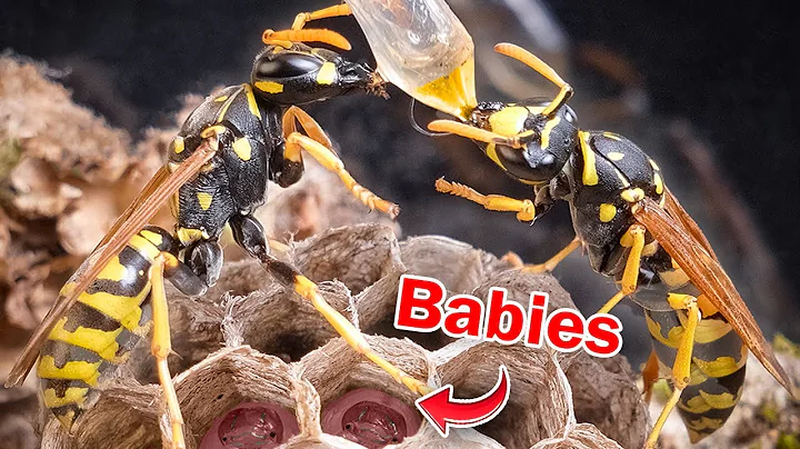 I Raised a WASP QUEEN… Then She Did the UNTHINKABLE