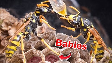 Я вырастила КОРОЛЕВУ ОС… А потом она сделала НЕМЫСЛИМОЕ