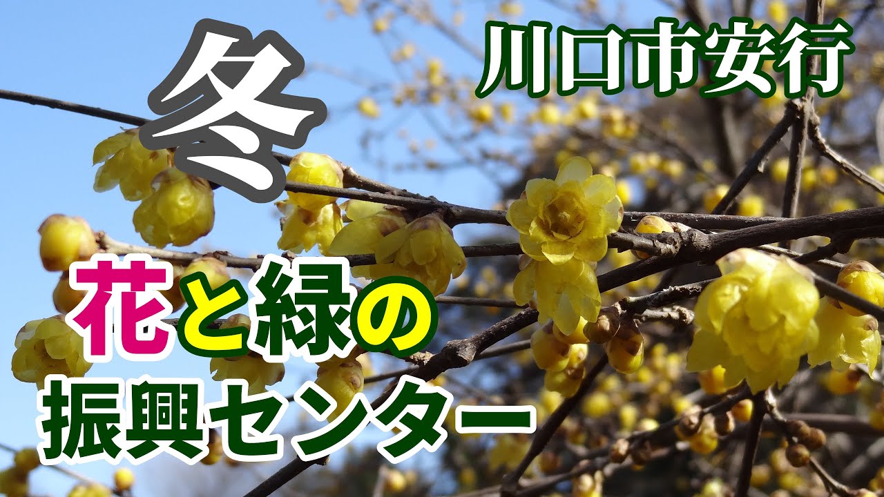 2026】花と緑の振興センター／1月の園内風景（埼玉県川口市安行