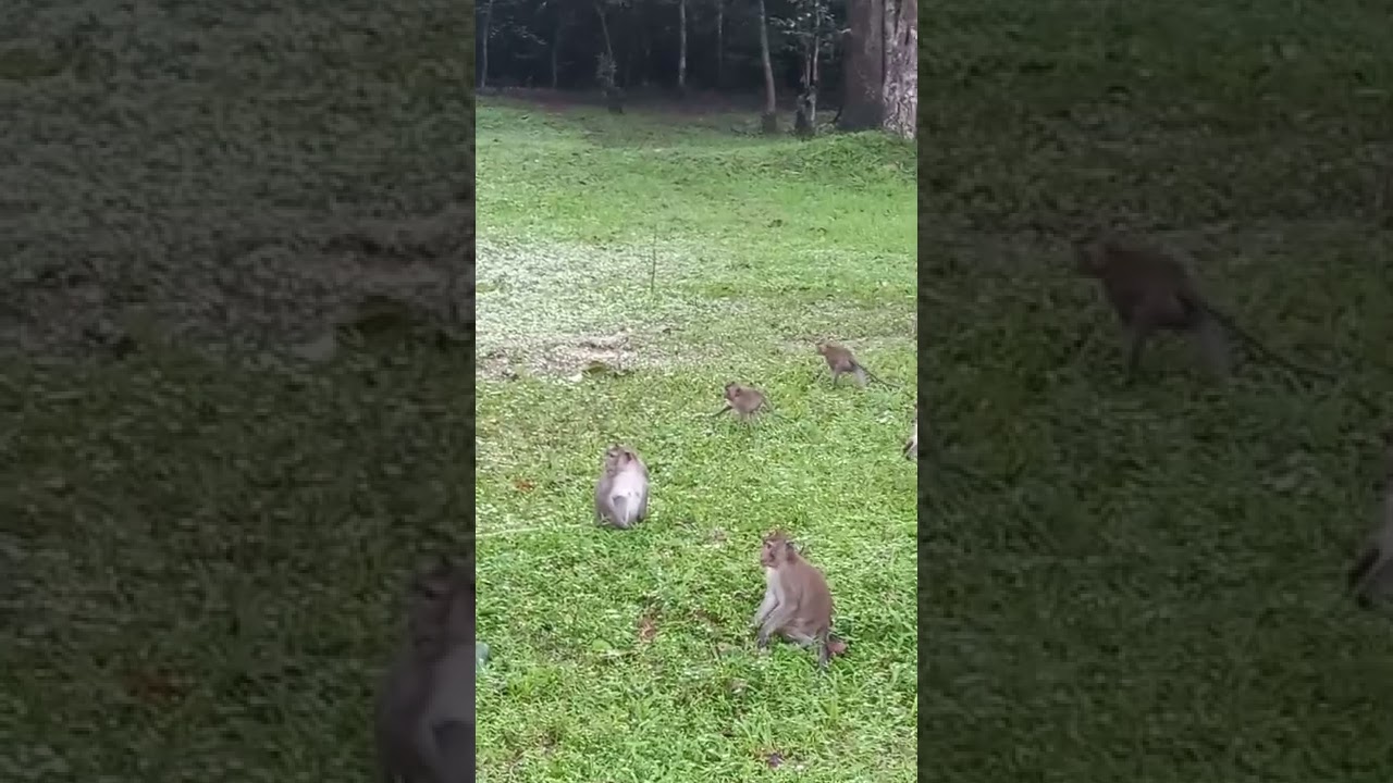 monkey group meeting