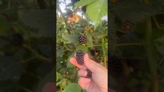 Home Grown Berry Harvest