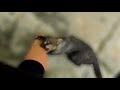 Rescued jaguarundi really wants me to play with him!